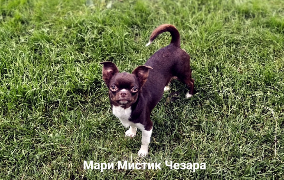 Собаки в Санкт-Петербурге: Зара - великолепная девочка чихуахуа Девочка, 50 000 руб. - фото 4