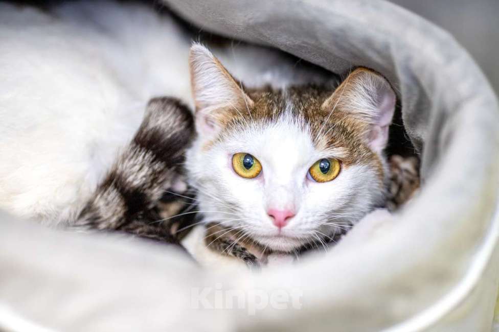 Кошки в Москве: Морошка Девочка, Бесплатно - фото 6