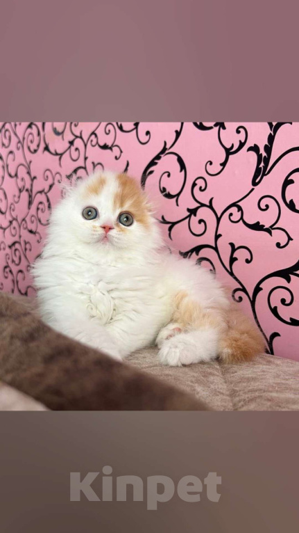 Кошки в Нижнем Новгороде: Рыжий и красивый Мальчик, 20 000 руб. - фото 2