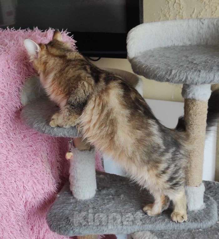 Кошки в Новосибирске: Werba Девочка, 50 000 руб. - фото 9