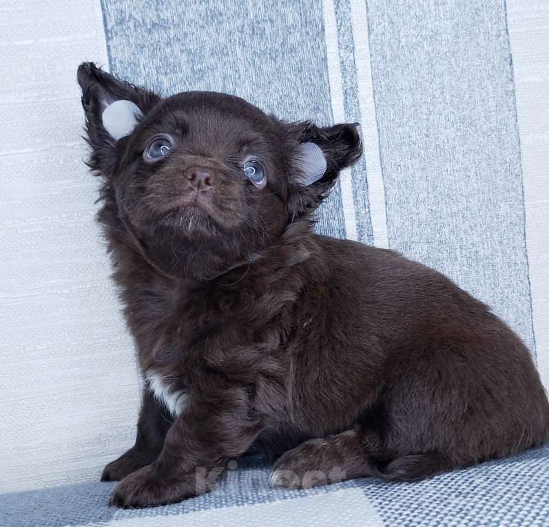 Собаки в Москве: Щенок чихуахуа Мальчик, 55 000 руб. - фото 1