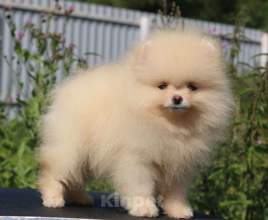 Собаки в Москве: померанский шпиц  Мальчик, 50 000 руб. - фото 6