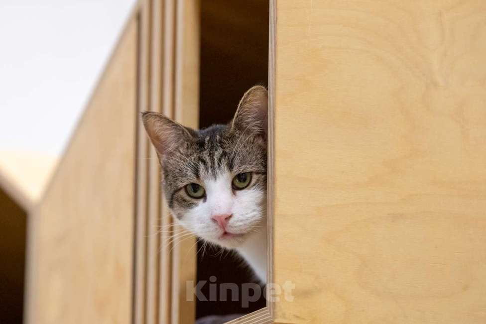 Кошки в Москве: кот Какао в добрые руки Мальчик, Бесплатно - фото 7