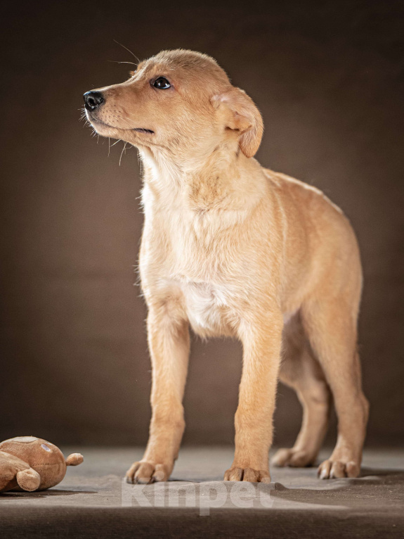 Собаки в Клине: Молли — ласковая красавица станет вашим личным антистрессом Девочка, Бесплатно - фото 6