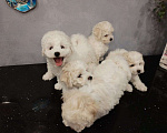 Собаки в Мытищах: щенки Бишон Фризе Мальчик, 70 000 руб. - фото 2