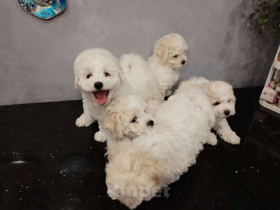 Собаки в Мытищах: щенки Бишон Фризе Мальчик, 70 000 руб. - фото 2