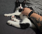 Кошки в Москве: Котёнок в добрые руки Мальчик, Бесплатно - фото 8