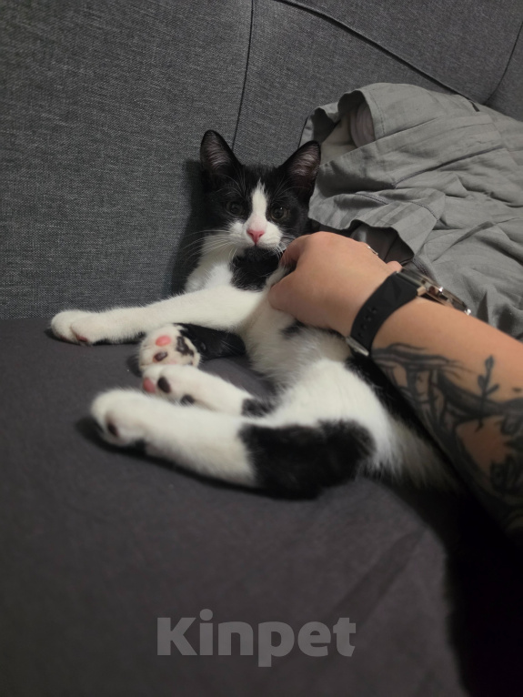 Кошки в Москве: Котёнок в добрые руки Мальчик, Бесплатно - фото 8