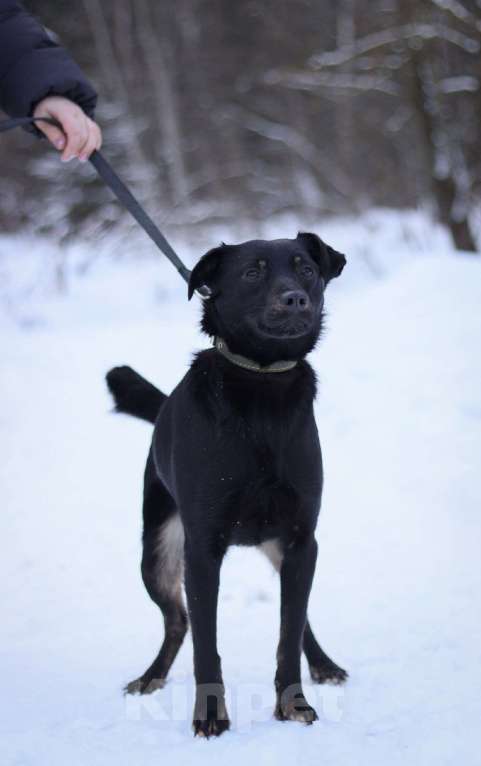 Собаки в Москве: Рони очень нужен дом  Мальчик, Бесплатно - фото 2