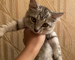 Кошки в Красноярске: Котята Мальчик, Бесплатно - фото 4