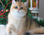Кошки в Москве: Британский золотой мишутка Мальчик, 60 000 руб. - фото 3