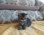 Кошки в Колпашево: Шотландские вислоухие котята, 6 000 руб. - фото 3