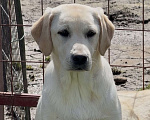 Собаки в Москве: Подрощенный щенок лабрадора Девочка, Бесплатно - фото 1