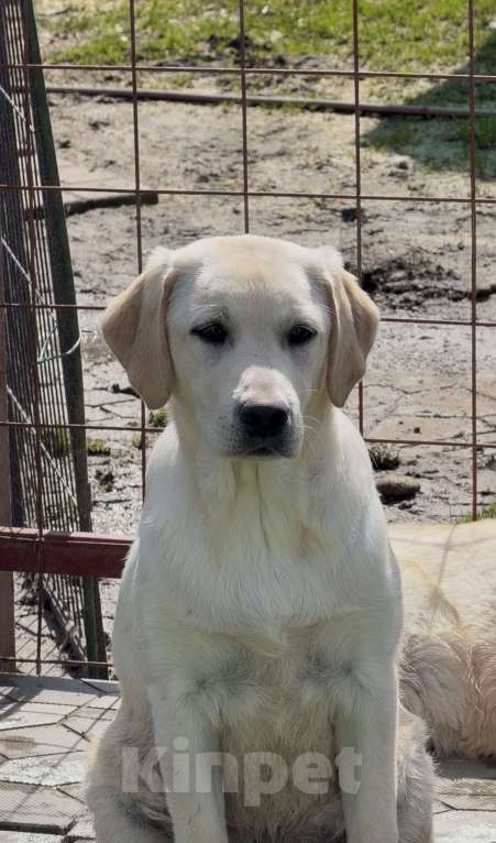 Собаки в Москве: Подрощенный щенок лабрадора Девочка, Бесплатно - фото 1