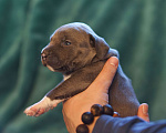 Собаки в Санкт-Петербурге: Голубой щенок прайтер Мальчик, 60 000 руб. - фото 3