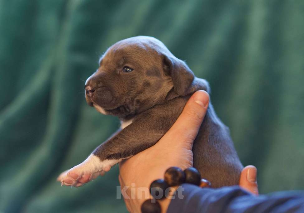 Собаки в Санкт-Петербурге: Голубой щенок прайтер Мальчик, 60 000 руб. - фото 3