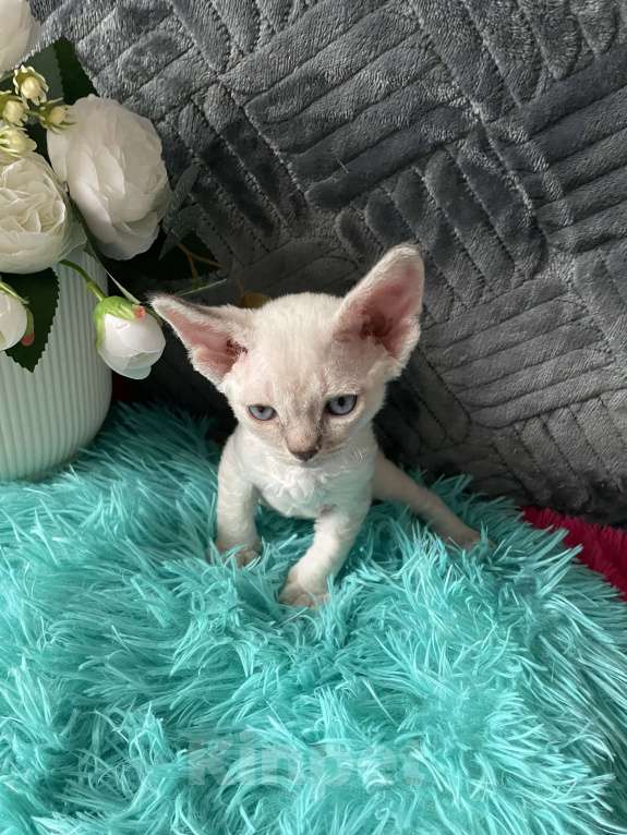 Кошки в Москве: Котенок Девон Рекс мальчик с голубыми глазами Мальчик, 60 000 руб. - фото 5