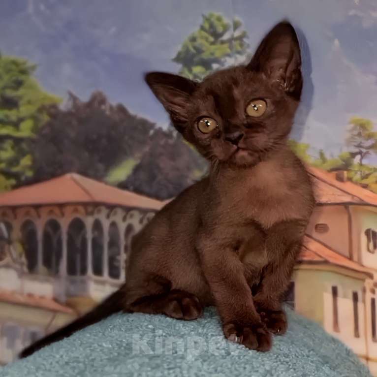 Кошки в Ростове-на-Дону: Европейская Бурма котята Девочка, Бесплатно - фото 6