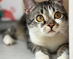 Кошки в Москве: Котенок мальчик Мальчик, Бесплатно - фото 1