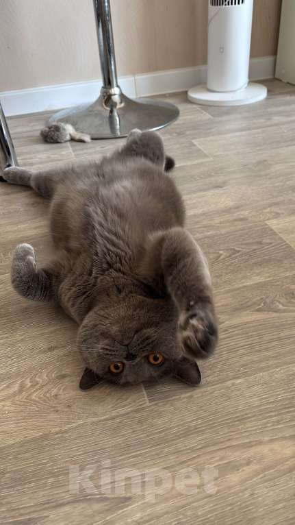 Кошки в других городах Московской области: В добрые ручки Мальчик, Бесплатно - фото 7