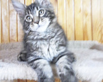 Кошки в Москве: Котик мейн-кун от родителей Чемпионов породы Мальчик, Бесплатно - фото 3