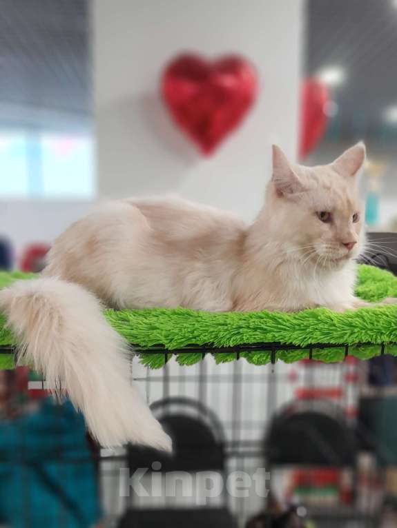 Кошки в Москве: Мейн-кун мальчик Мальчик, 90 000 руб. - фото 8