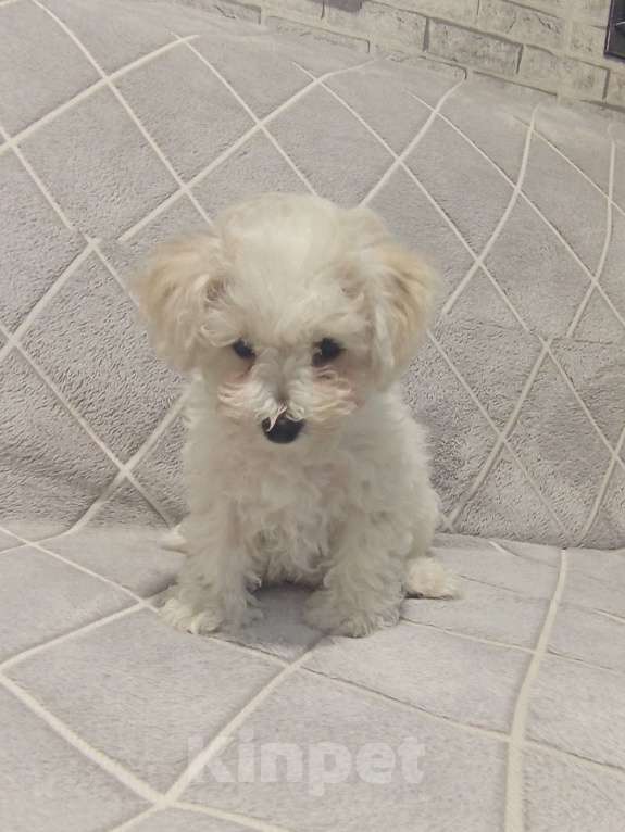 Собаки в других городах Алтая: Продажа Мальчик, 25 000 руб. - фото 2