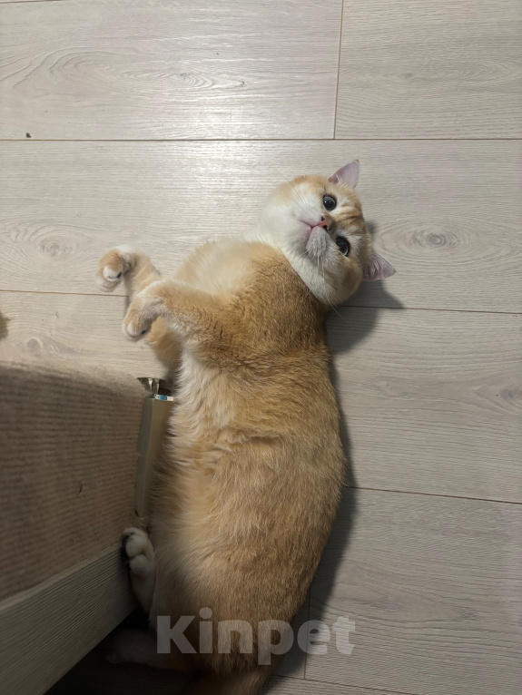 Кошки в Тюмени: Котик британец на вязку с опытом Мальчик, 8 000 руб. - фото 3