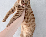 Кошки в Москве: Котенок в добрые руки Мальчик, Бесплатно - фото 1