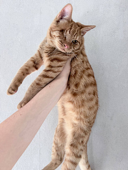 Котенок в добрые руки