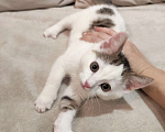 Кошки в Воскресенске: Котёнок(мальчик) ищет хозяина  Мальчик, Бесплатно - фото 1