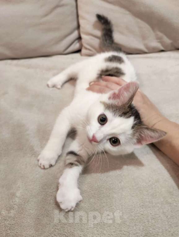 Кошки в Воскресенске: Котёнок(мальчик) ищет хозяина  Мальчик, Бесплатно - фото 1