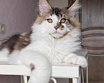 Кошки в Барнауле: Котенок мейн-куна Степа Мальчик, Бесплатно - фото 3