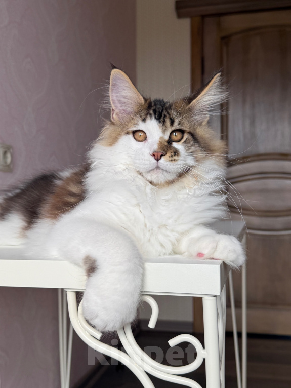 Кошки в Барнауле: Котенок мейн-куна Степа Мальчик, Бесплатно - фото 3