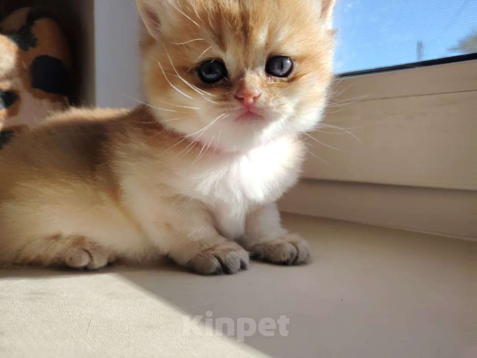 Кошки в Нижнем Новгороде: Британская золотая шиншилла Девочка, 25 000 руб. - фото 3