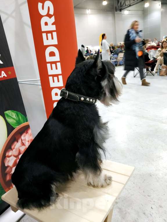 Собаки в Королеве: Красавец цвергшнауцер ищет даму сердца Мальчик, 10 000 руб. - фото 6