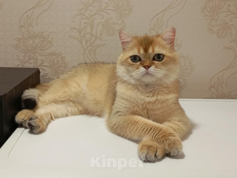 Кошки в Курске: Шотландский кот Мальчик, 80 000 руб. - фото 1