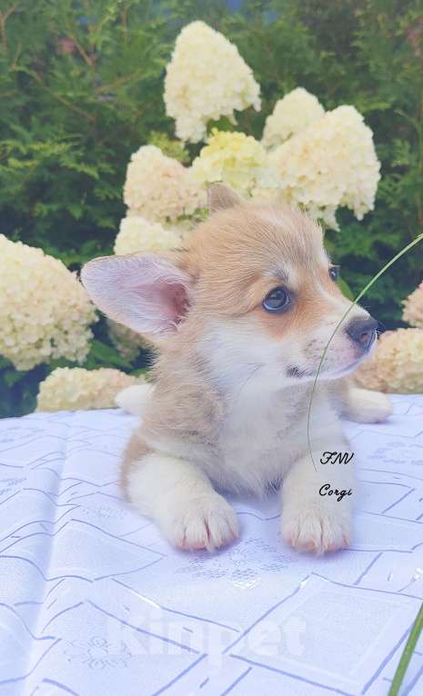 Собаки в Москве: Красавица малышка коржик Девочка, 65 000 руб. - фото 2