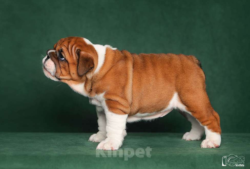 Собаки в Обнинске: Щенки английского бульдога Девочка, 100 000 руб. - фото 4