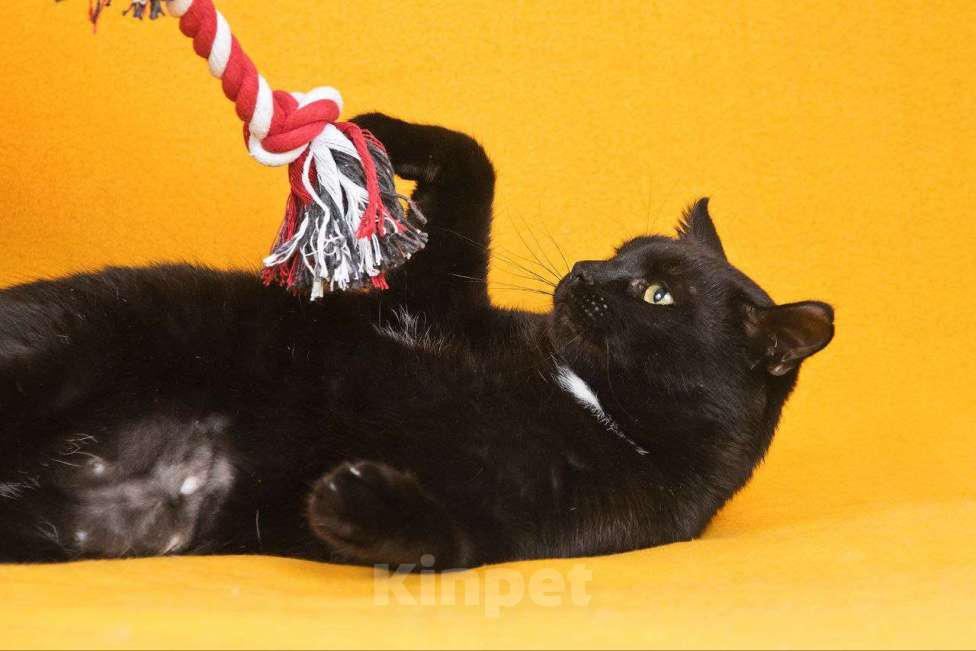 Кошки в Москве: Солидный кот для солидных господ Мальчик, 33 руб. - фото 5