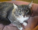 Кошки в Москве: Льнёт к рукам Мальчик, Бесплатно - фото 2