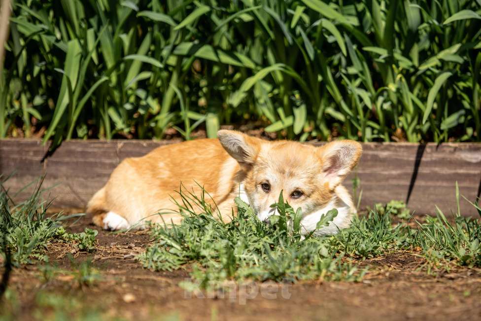Собаки в Москве: Рыжая девчонка Девочка, 60 000 руб. - фото 2