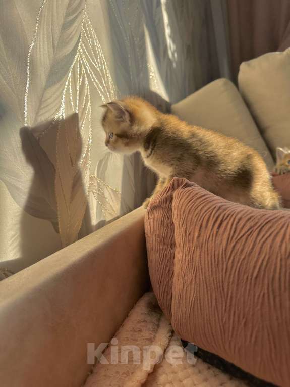 Кошки в Тюмени: Котята золотая шиншила Мальчик, 20 000 руб. - фото 3