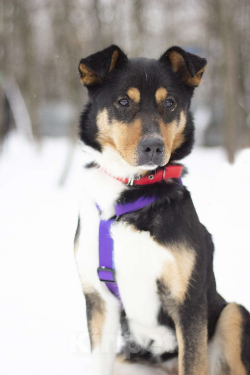 Собаки в Москве: Идеальная собака для спокойных прогулок Джеки в поисках своей семьи Девочка, Бесплатно - фото 3