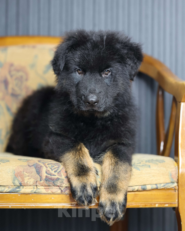 Собаки в Химках: Длинношерстная немецкая овчарка (Кобель). Готов к переезду! Мальчик, Бесплатно - фото 4