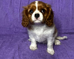 Собаки в других городах Московской области: Кавалер Кинг Чарльз Спаниель Мальчик, Бесплатно - фото 2