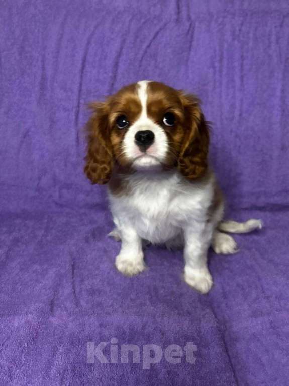 Собаки в других городах Московской области: Кавалер Кинг Чарльз Спаниель Мальчик, Бесплатно - фото 2