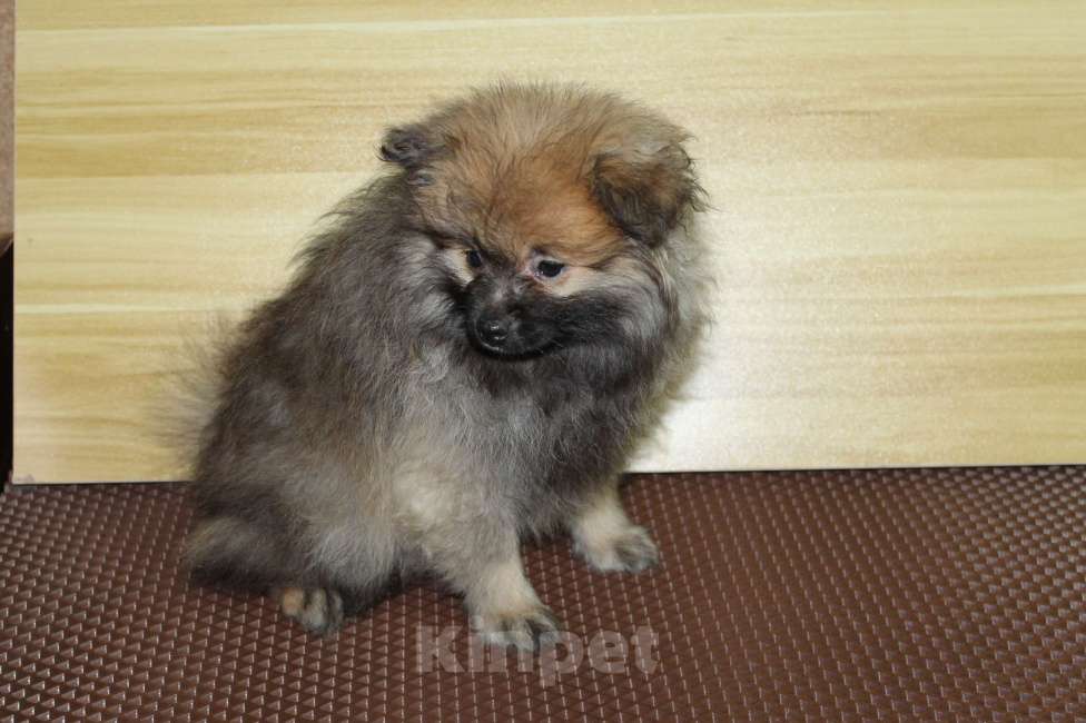 Собаки в Брянске: Продаётся сука немецкого шпица Девочка, 9 000 руб. - фото 3