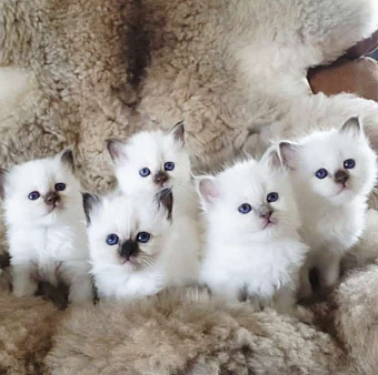 Девочки Рэгдолл 