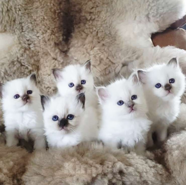 Кошки в Москве: Девочки Рэгдолл  Девочка, 60 000 руб. - фото 1